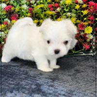 Benjy, mâle bichon maltais nain lof #5