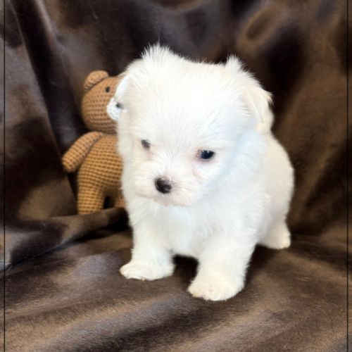 Bobby, mâle bichon maltais nain lof #1