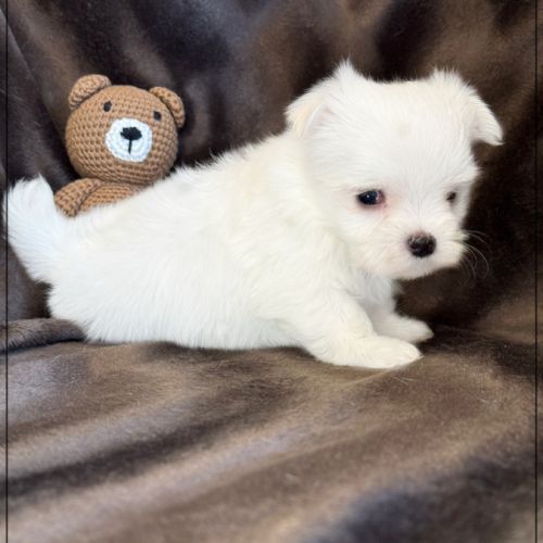 Bobby, mâle bichon maltais nain lof #2