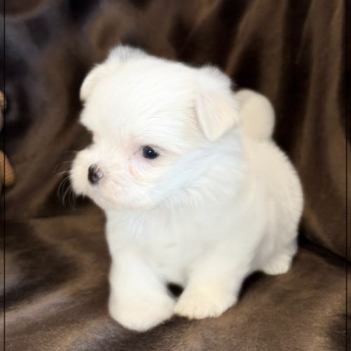 Bobby, mâle bichon maltais nain lof #3