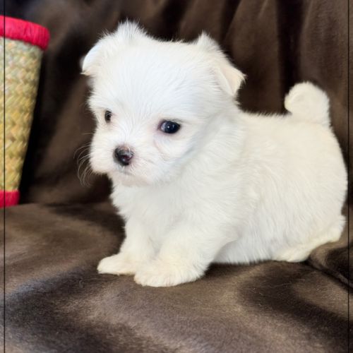 Bobby, mâle bichon maltais nain lof #0