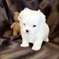 Bobby, mâle bichon maltais nain lof #1