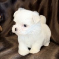 Bobby, mâle bichon maltais nain lof #3
