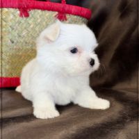 Bobby, mâle bichon maltais nain lof #4