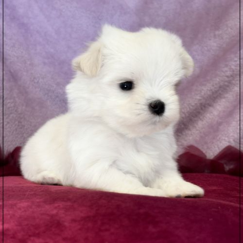 Beauty femelle bichon maltais nain lof #0