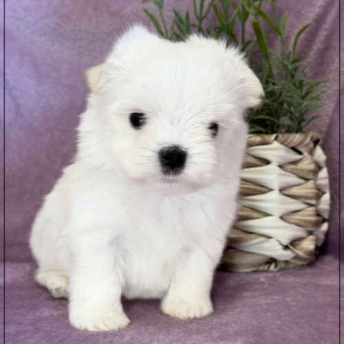 Beauty femelle bichon maltais nain lof #3
