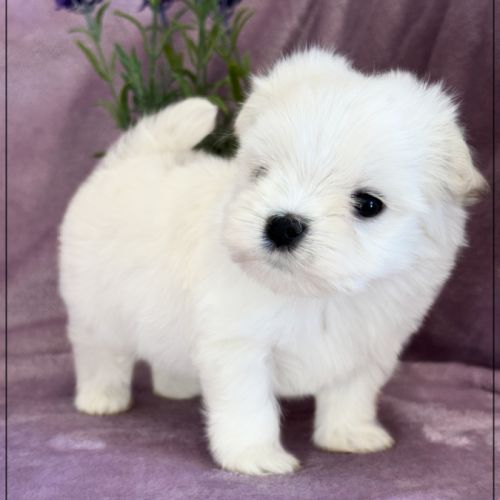 Beauty femelle bichon maltais nain lof #4