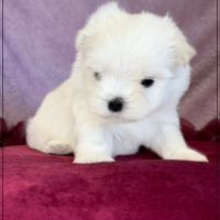 Beauty femelle bichon maltais nain lof #1