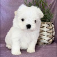 Beauty femelle bichon maltais nain lof #3