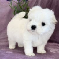 Beauty femelle bichon maltais nain lof #4