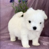 Beauty femelle bichon maltais nain lof #5
