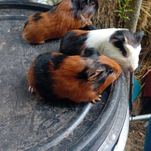Cochon d'inde disponible #1