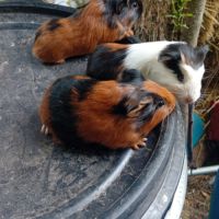 Cochon d'inde disponible #1