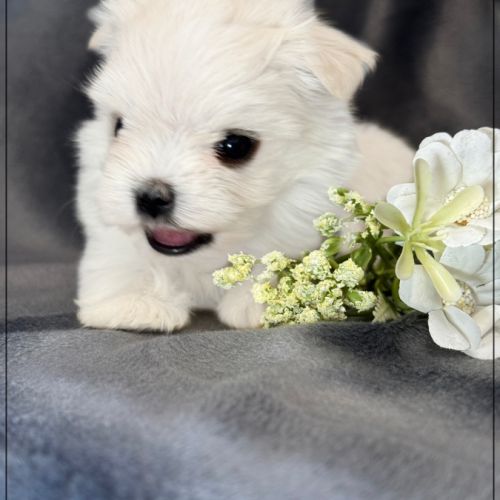 Bimba femelle bichon maltais nain lof #1