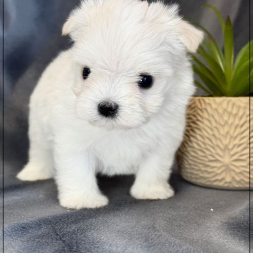 Bimba femelle bichon maltais nain lof #0