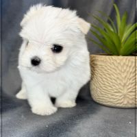 Bimba femelle bichon maltais nain lof #2