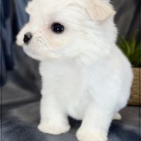 Bimba femelle bichon maltais nain lof #4