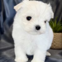 Bimba femelle bichon maltais nain lof #5