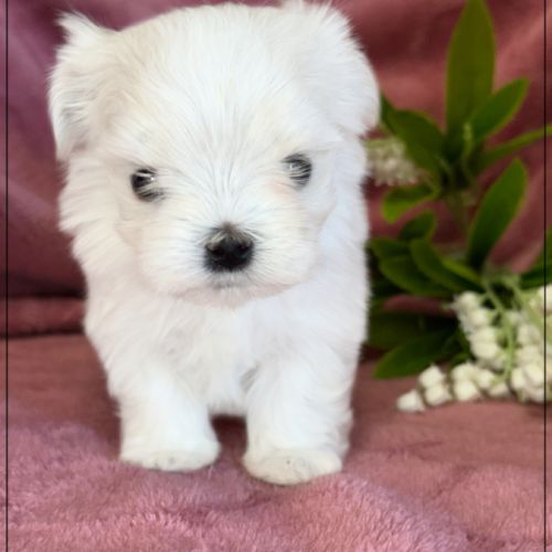 Blue femelle bichon maltais nain lof #0