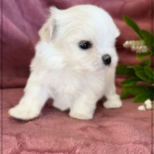 Blue femelle bichon maltais nain lof #2