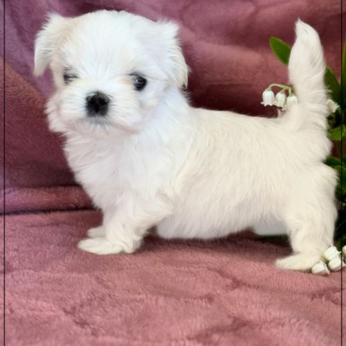 Blue femelle bichon maltais nain lof #3