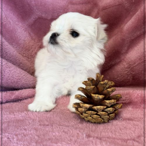 Blue femelle bichon maltais nain lof #4