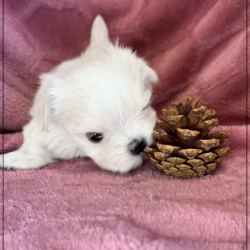 Blue femelle bichon maltais nain lof #5