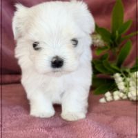 Blue femelle bichon maltais nain lof