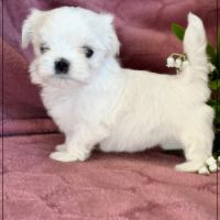 Blue femelle bichon maltais nain lof #3