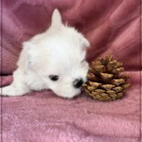 Blue femelle bichon maltais nain lof #5