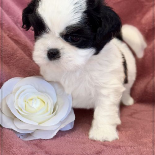 Bloom femelle shihtzu noir et blanc lof #0
