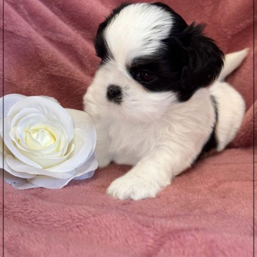 Bloom femelle shihtzu noir et blanc lof #2