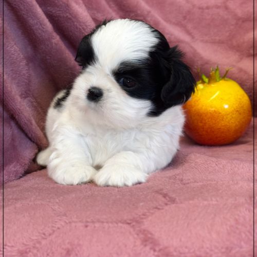 Bloom femelle shihtzu noir et blanc lof #4