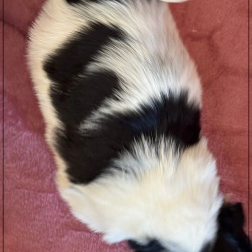 Bloom femelle shihtzu noir et blanc lof #5