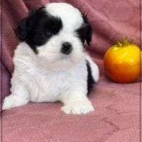 Bloom femelle shihtzu noir et blanc lof #3