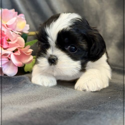 Bonita, femelle shih tzu noir et blanc lof #1