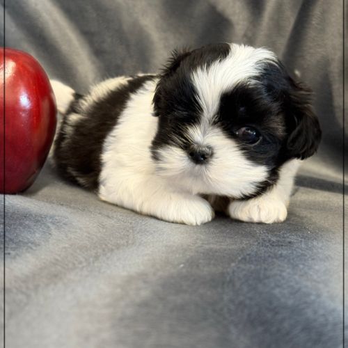 Bonita, femelle shih tzu noir et blanc lof #4