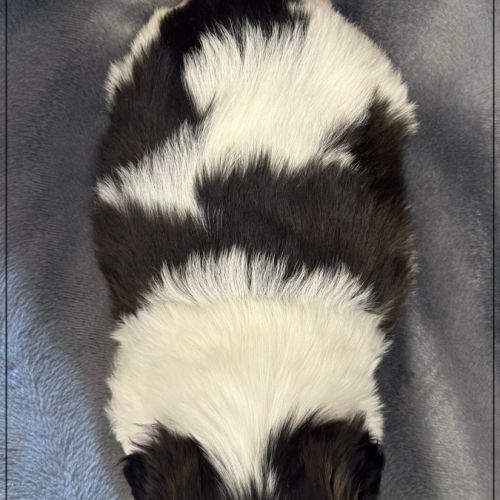 Bonita, femelle shih tzu noir et blanc lof #5