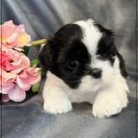 Bonita, femelle shih tzu noir et blanc lof