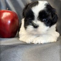 Bonita, femelle shih tzu noir et blanc lof #3