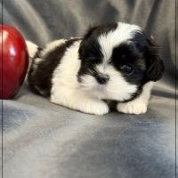 Bonita, femelle shih tzu noir et blanc lof #4