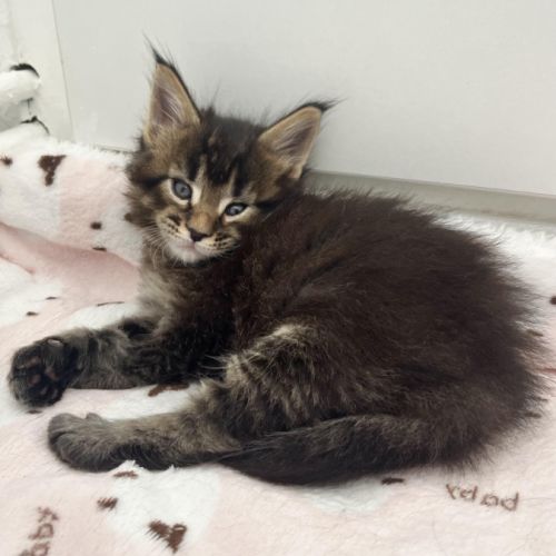 Chaton maine coon loof #1