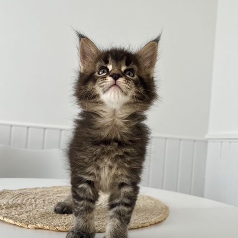 Chaton maine coon loof #2
