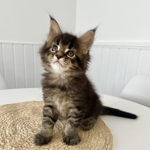 Chaton maine coon loof