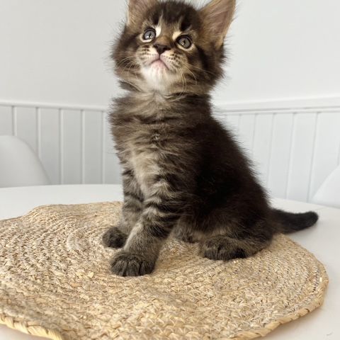 Chaton maine coon loof #5