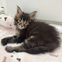 Chaton maine coon loof #1
