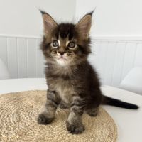 Chaton maine coon loof #3