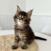 Chaton maine coon loof