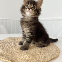 Chaton maine coon loof #5