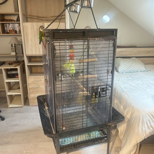 Conure couple #1